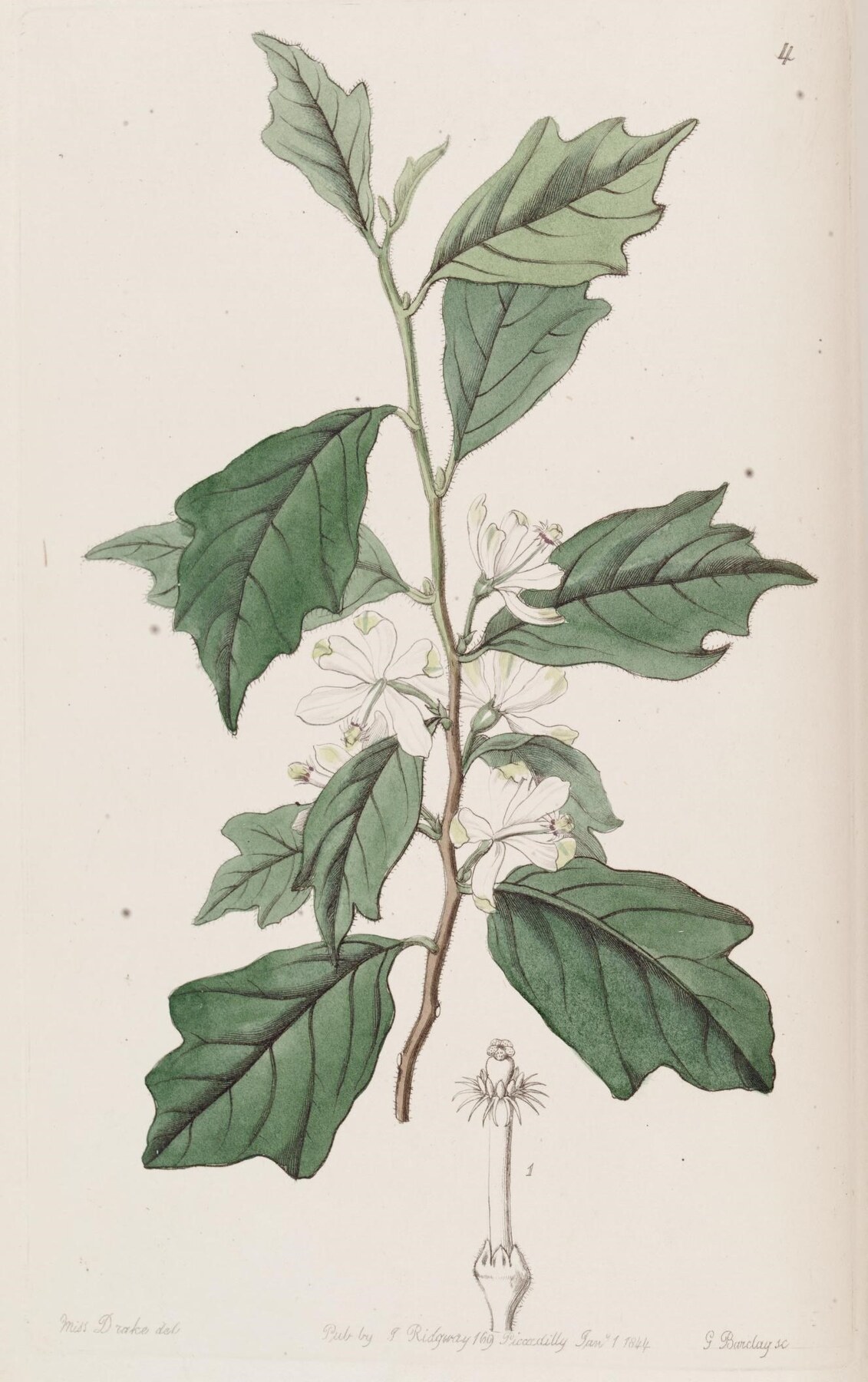 Capa da edição histórica de Lendas dos Vegetais